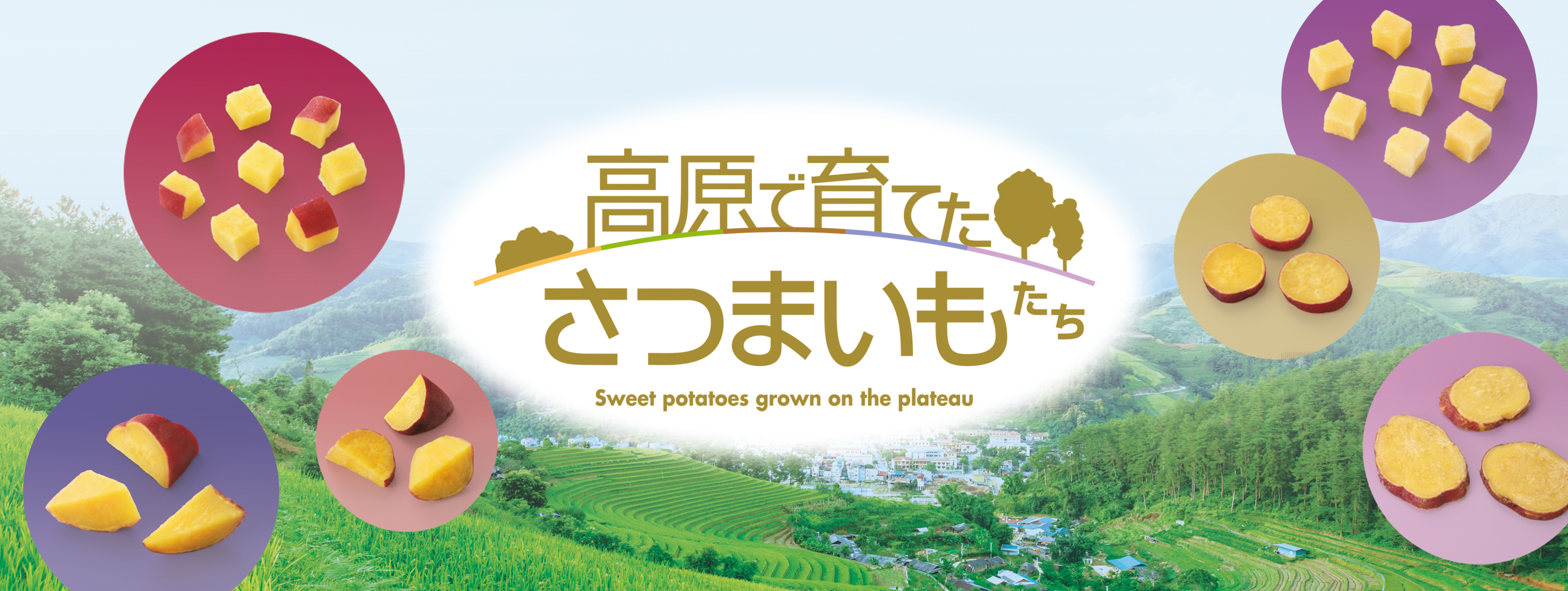 高原のさつまいも
